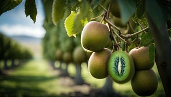 Image of fresh kiwis linking to packaging options page