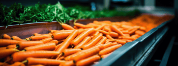 Fresh carrots ready for packaging, explore JASA’s solutions