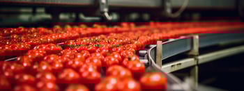 Fresh tomatoes ready for packaging, explore JASA’s solutions