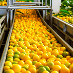 Frische Zitrusfrüchte auf einer Förderlinie entdecken Sie JASAs effiziente Verpackungslösungen für Orangen, Zitronen und mehr