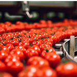 Frische Tomaten auf der Produktionslinie entdecken Sie JASAs Verpackungssysteme für Tomaten