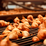 Zwiebeln in der Verarbeitung JASA bietet intelligente Verpackungslösungen für Zwiebelprodukte