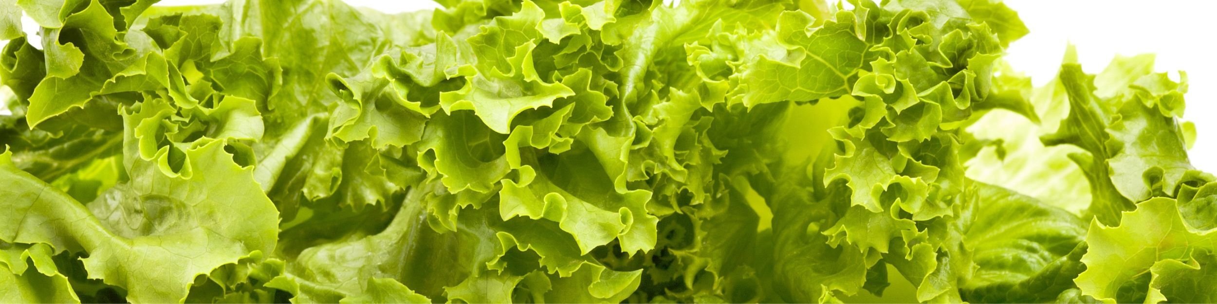 Verse bladsla op een JASA-verpakkingslijn, duurzame en efficiënte verpakkingsoplossingen