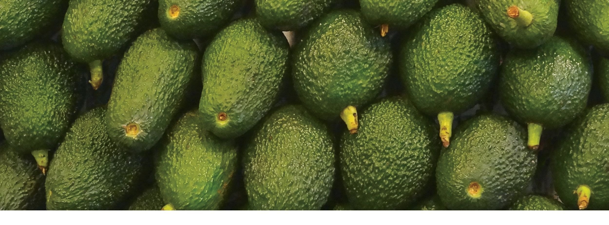 Ripe avocados ready to be packaged with JASA’s sustainable packaging solutions