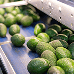 Avocados in der Sortier- und Verpackungslinie JASAs nachhaltige Lösungen für die automatische Verpackung von Avocados