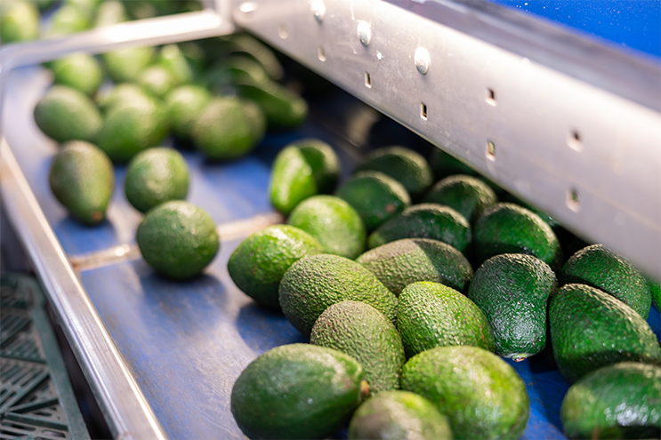 Avocados auf einem Förderband als Teil der kompletten JASA-Verpackungslinie – von Sortierung bis Endverpackung