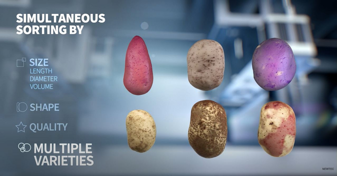 Aardappelen die moeten worden gesorteerd