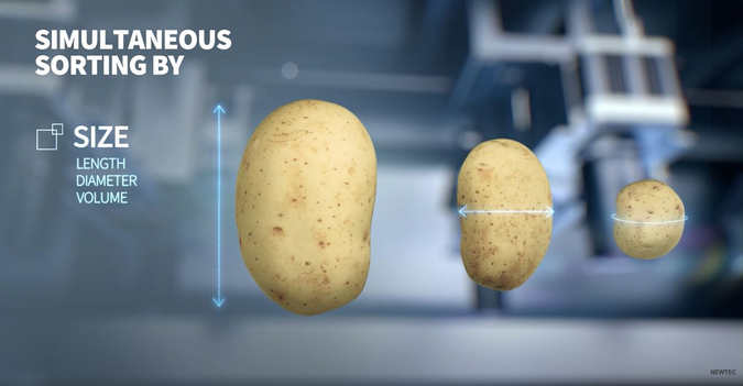 Aardappelen die moeten worden gesorteerd