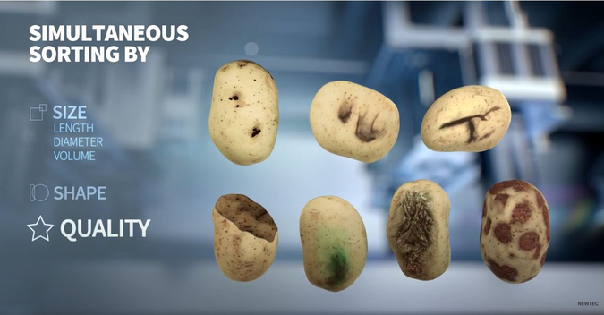 Aardappelen die moeten worden gesorteerd