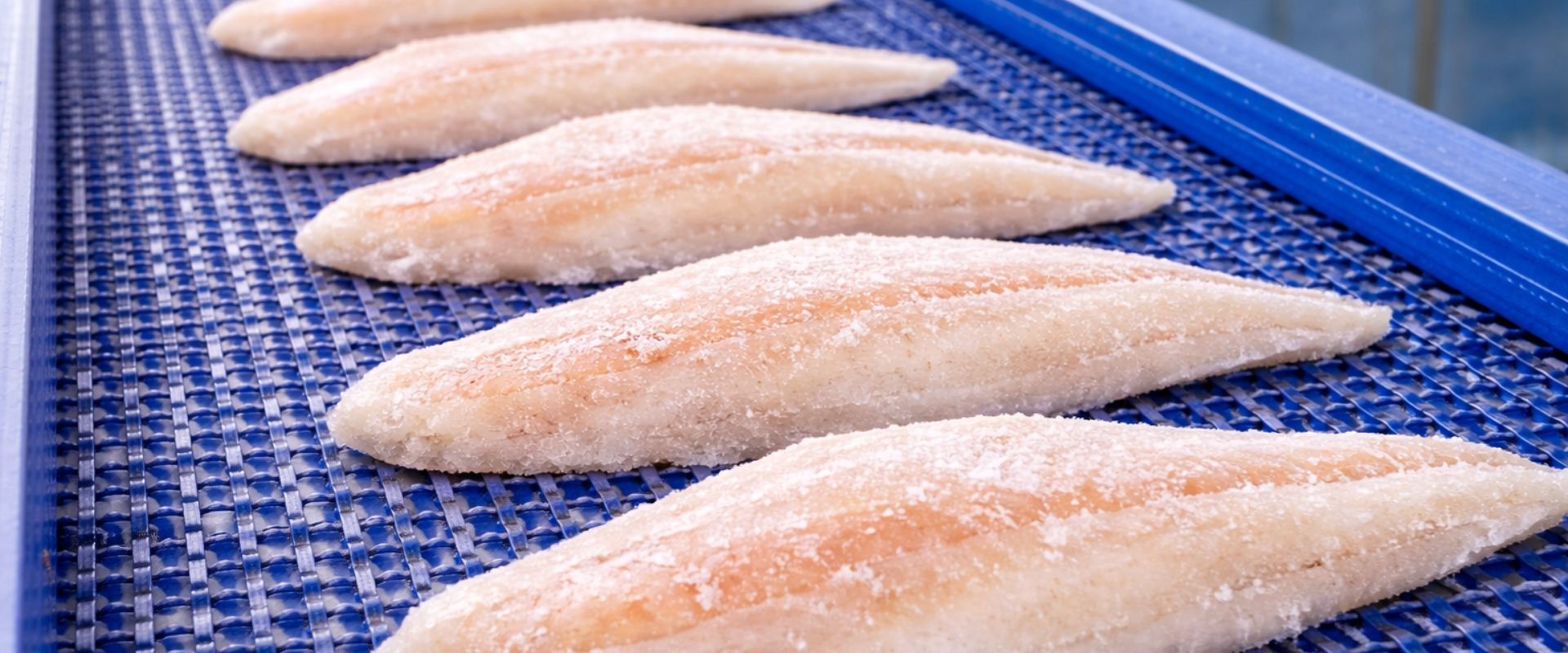 Frozen fish fillets on conveyor belt in Vispagnia seafood processing line with integrated JASA packaging solution.
