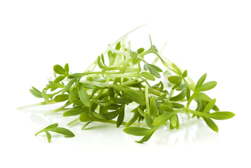 Garden_chress-500x334-ca871351-35c2-4ec9-b74b-30c63ea7e5f1