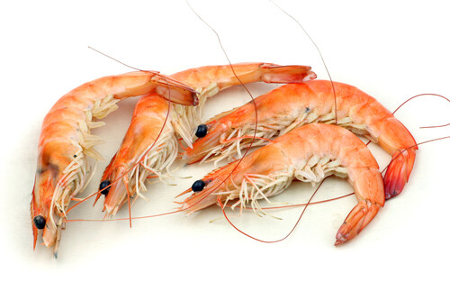 Scampis-500x333-9045df80-0d17-43c6-83e8-303d73358edf