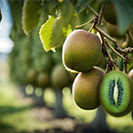 Kiwis